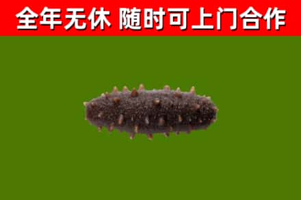 随县区回收海参干